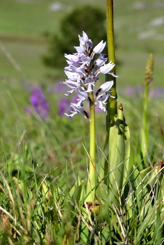 Orchis militaris, Orchis purpurea, Orchis x hybrida  Preappennino aquilano -  2022.